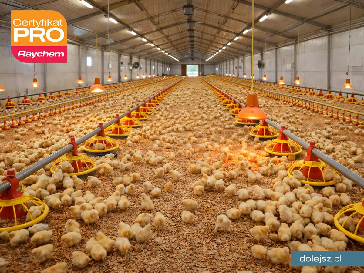 Elektryczne ogrzewanie podłogi w fermie kurcząt w Warszawie