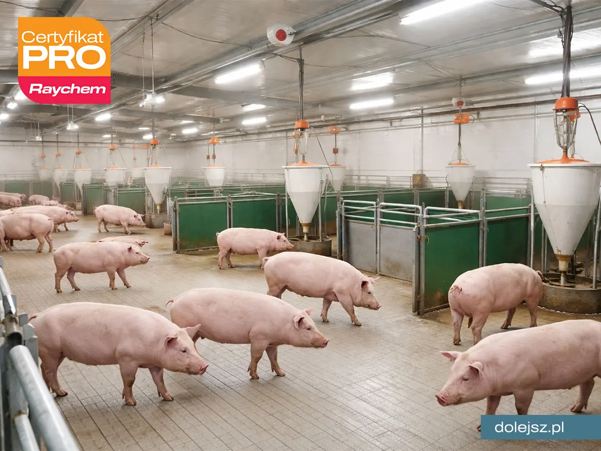 Elektryczne ogrzewanie podłogi w hodowli zwierząt w Warszawie